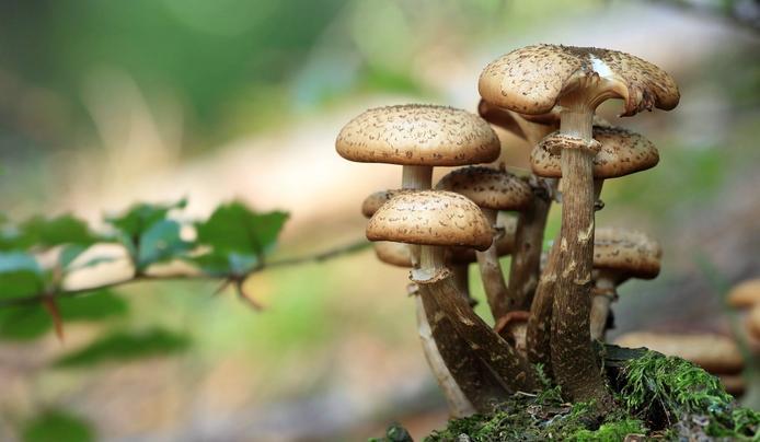 Mushrooms in the nature