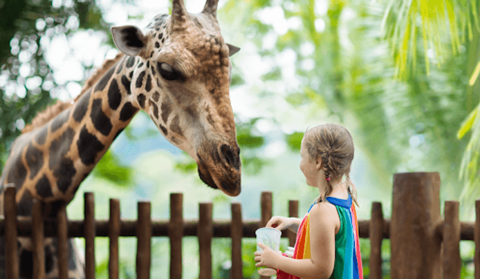 A girl visiting a zoo